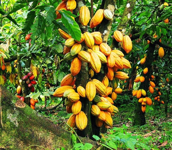 Cacao : la Côte d’Ivoire réaménage le calendrier des campagnes pour relancer la commercialisation