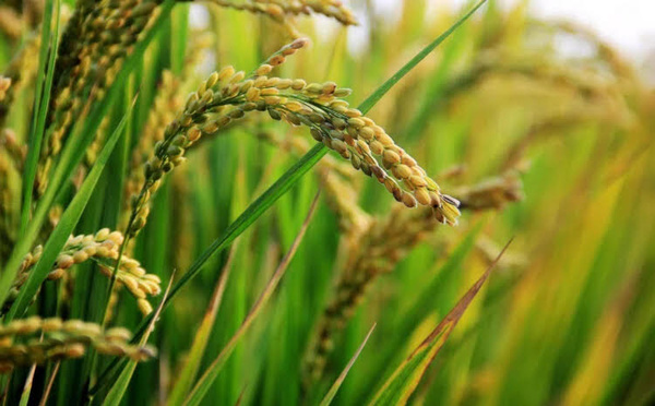  Côte d'Ivoire : 68,35 milliards FCFA pour la filière riz 