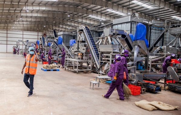 Filière cajou : 150 000 tonnes de transformation menacées Filière cajou : 150 000 tonnes de transformation menacées