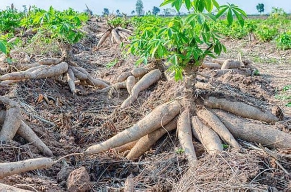 Nord-ouest ivoirien : la souche ougandaise du manioc inquiète producteurs et chercheurs Nord-ouest ivoirien : la souche ougandaise du manioc inquiète producteurs et chercheurs