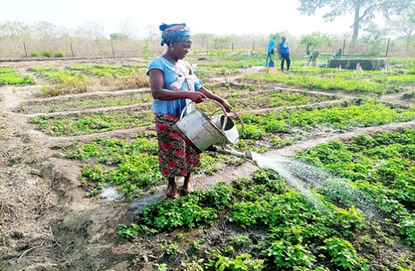 Le Togo et le Bénin veulent améliorer la fluidité du commerce transfrontalier des produits maraîchers.
