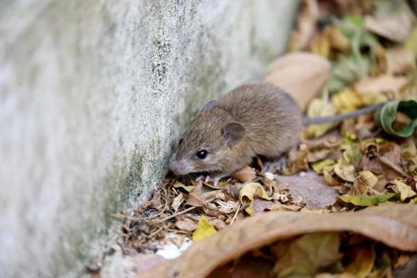L’hantavirus est une maladie transmise principalement par les rongeurs infectés, notamment les rats.