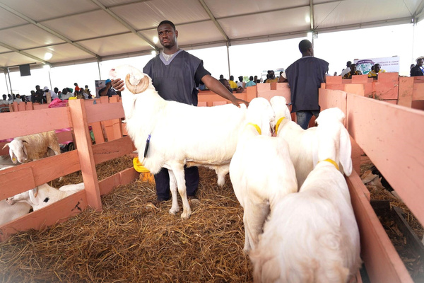 Tabaski 2026 : le gouvernement rassure sur l’approvisionnement en moutons Tabaski 2026 : le gouvernement rassure sur l’approvisionnement en moutons