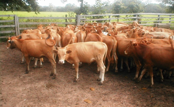 Un troupeau de race N’Dama dans le Ranch de la Marahoué. Un troupeau de race N’Dama dans le Ranch de la Marahoué.