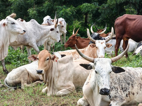 Amadou Koné a offert 26 bœufs et 300 moutons aux élus et personnes vulnérables