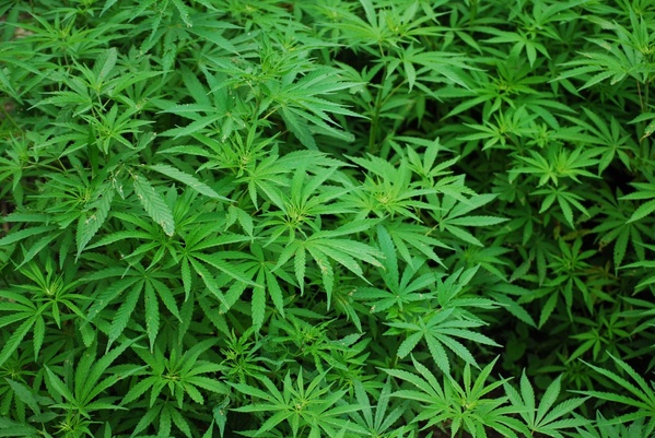 Ghana : la culture du cannabis industriel autorisée sous licence, avec un strict contrôle de l’État.