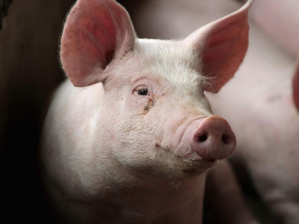 Ferkessédougou : alerte à la peste porcine africaine, un dispositif sanitaire d'urgence déployé