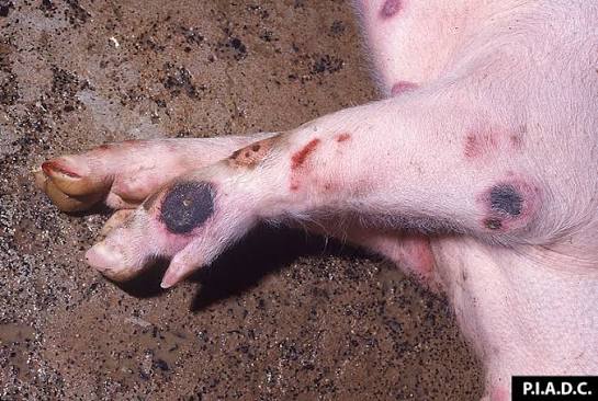 Peste porcine africaine : 1 185 porcs abattus pour freiner la propagation du virus dans le Gôh
