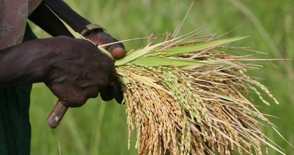 15 milliards empruntés pour 30 rizeries, mais la Côte d’Ivoire continue d’importer du riz en 2026 15 milliards empruntés pour 30 rizeries, mais la Côte d’Ivoire continue d’importer du riz en 2026
