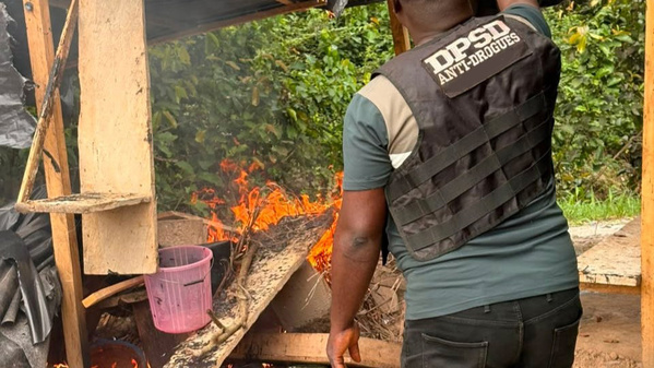 Cinq fumoirs détruits à Abidjan et une importante quantité de cannabis saisie par la police nationale.