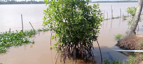 Mangroves : la Côte d’Ivoire porte à 250 hectares son objectif de restauration d’ici 2027 Mangroves : la Côte d’Ivoire porte à 250 hectares son objectif de restauration d’ici 2027
