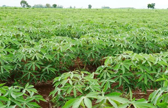Côte d’Ivoire : le manioc bientôt transformé en carburant d’aviation durable