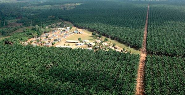 PALMCI verse 90 milliards FCFA par an à ses 30 000 planteurs partenaires pour soutenir la filière. PALMCI verse 90 milliards FCFA par an à ses 30 000 planteurs partenaires pour soutenir la filière.
