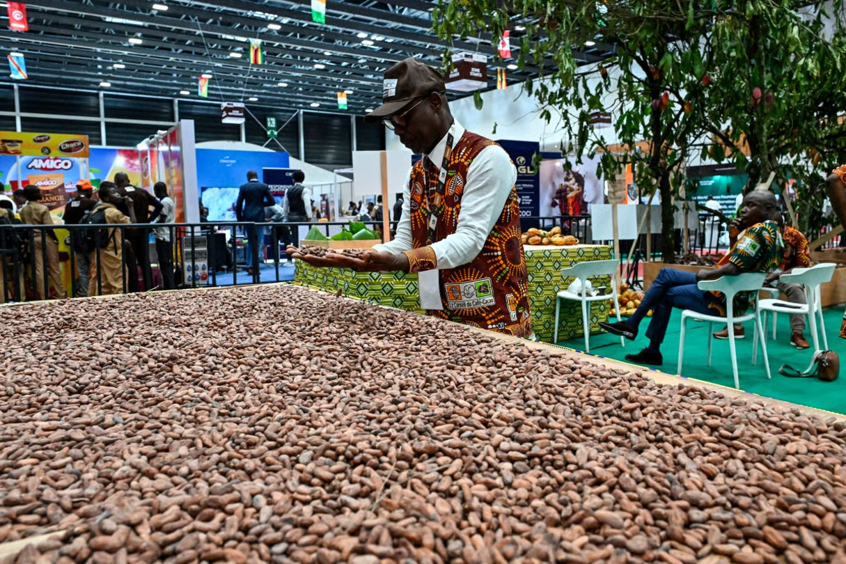 En Afrique de l’Ouest, principal bassin de production mondial, les cacaoculteurs subissent de plein fouet les fluctuations du marché, mettant en péril leur pouvoir d’achat et la durabilité de leurs activités
