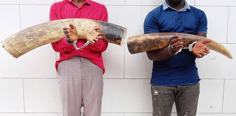 Des trafiquants condamnés à 10 ans de prison ferme