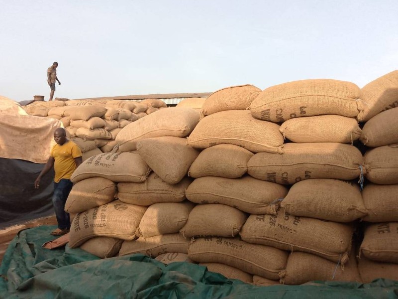 Cacao à Arrah : les coopératives tirent la sonnette d’alarme sur les stocks invendus