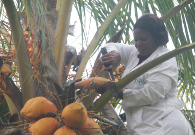 Le Dr Okoma Djéya Muriel Joëlle, chercheuse au CNRA, est à l’origine d’une innovation majeure : le phyto-sucre de coco, encore peu valorisé en Côte d’Ivoire.