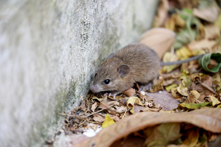 L’hantavirus est une maladie transmise principalement par les rongeurs infectés, notamment les rats.