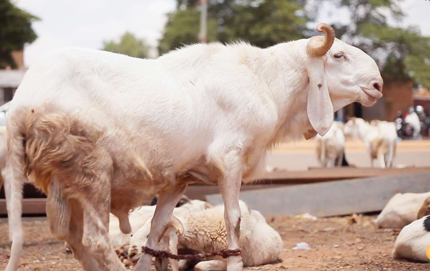 Il n'y aura pas de pénurie de moutons en Côte d'Ivoire.