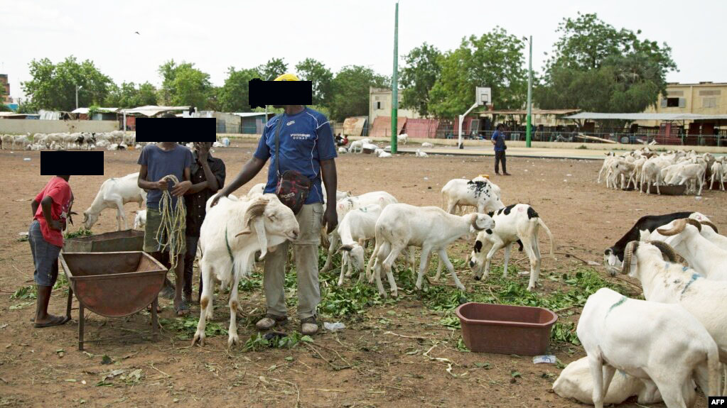 À Bamako, au marché de Lafiabougou, les moutons deviennent rares et hors de prix à l’approche de la Tabaski.