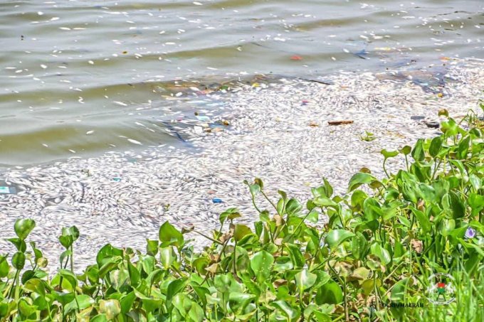 La forte acidité de l’eau et le manque d’oxygène ont provoqué une mortalité massive de poissons.