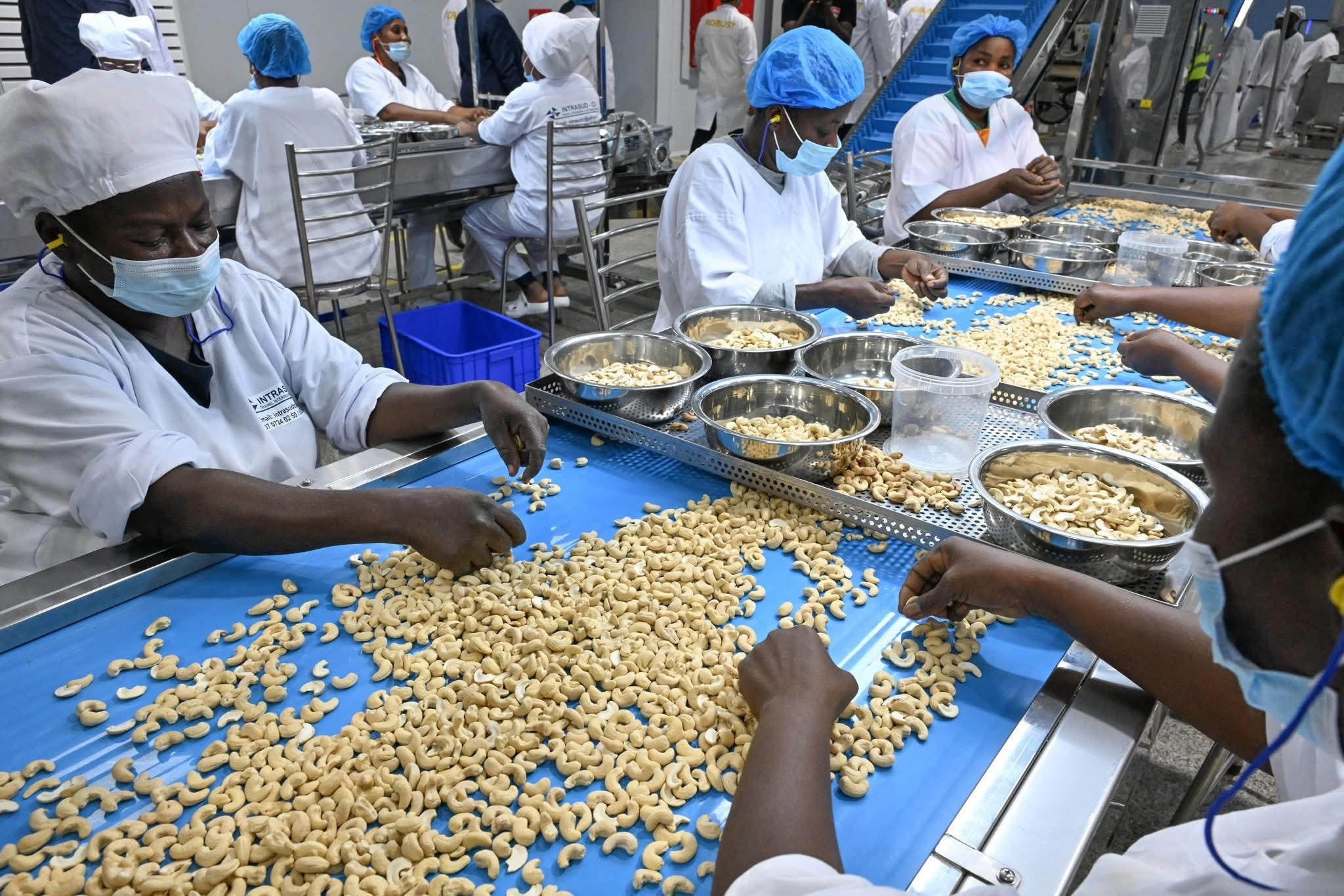 Anacarde : la Côte d’Ivoire accélère la transformation locale pour créer emplois et richesse.