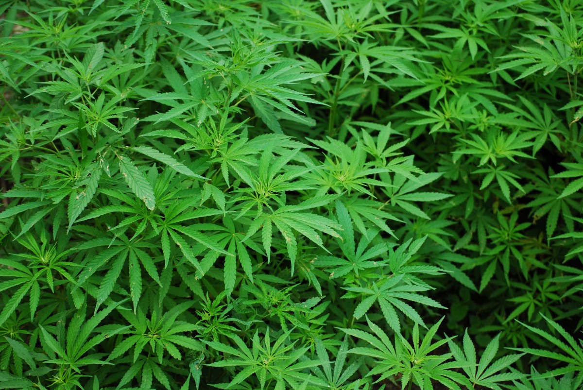 Ghana : la culture du cannabis industriel autorisée sous licence, avec un strict contrôle de l’État.