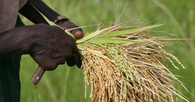 15 milliards empruntés pour 30 rizeries, mais la Côte d’Ivoire continue d’importer du riz en 2026
