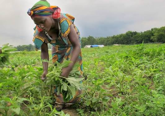 Burundi : Goreth Minanni, le courage d’une femme rurale face aux défis agricoles