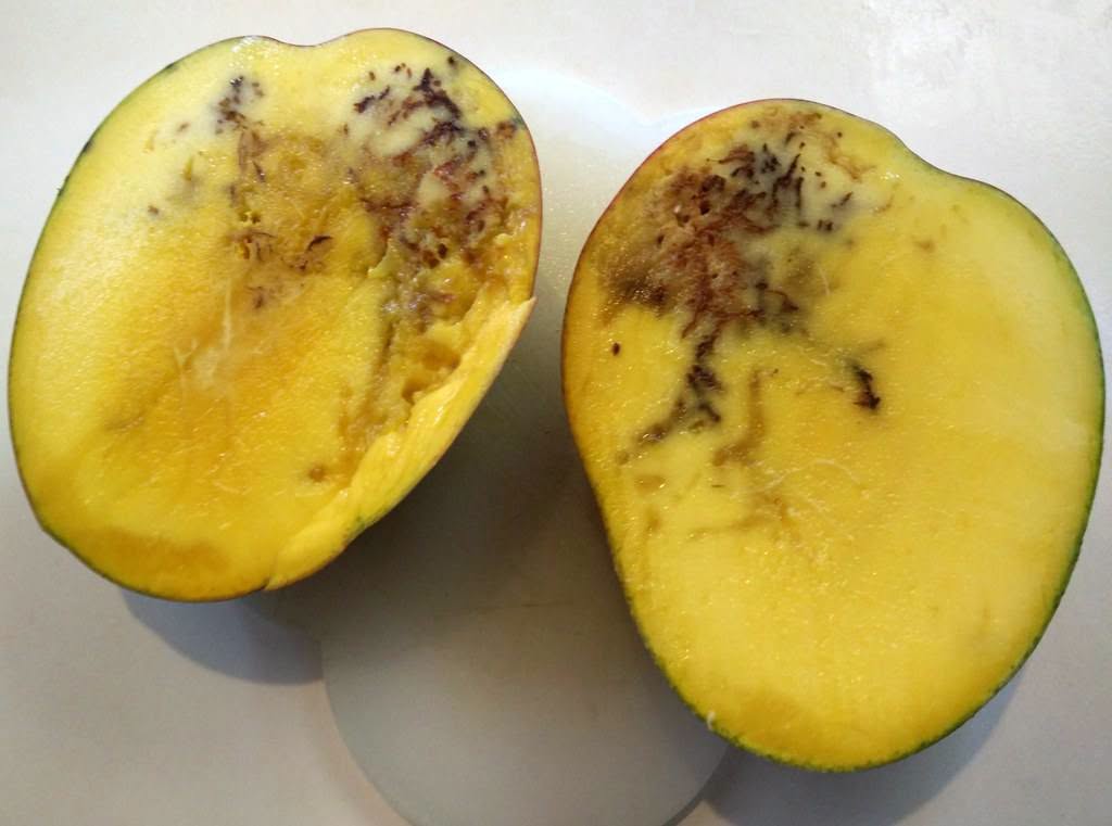 La Côte d’Ivoire mobilise 3,5 milliards FCFA pour sauver sa filière mangue et relancer ses exportations vers l’Europe en 2027.