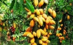 Cacao : la Côte d’Ivoire réaménage le calendrier des campagnes pour relancer la commercialisation