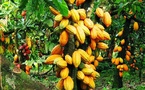 Cacao : l’État accélère l’évacuation des stocks pour relancer la filière