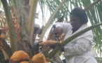 Scandale silencieux au CNRA : une révolution sucrière laissée à l’abandon en Côte d’Ivoire