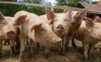 Bénin : la filière porcine fragilisée par la concurrence des importations nigérianes