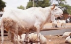 Tabaski 2026 : le Burkina Faso ferme ses frontières, Abidjan craint une pénurie de moutons