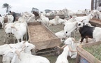 Tabaski 2026 : malgré la suspension burkinabè, aucune menace de pénurie de moutons en Côte d’Ivoire, selon les acteurs du secteur