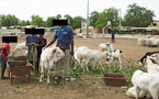 Tabaski 2026 à Bamako : les moutons deviennent hors de prix, jusqu’à deux fois plus chers qu’à Abidjan