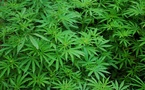 Ghana : huit entreprises candidates à la culture du cannabis industriel sous contrôle de l’État