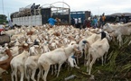 Algérie : le scandale des moutons de l’Aïd éclabousse les marchés publics