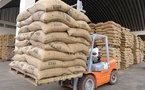 Cacao : la Côte d’Ivoire, le Ghana, le Nigeria et le Cameroun unissent leurs forces pour peser sur le marché mondial