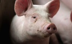 Ferkessédougou : alerte à la peste porcine africaine, un dispositif sanitaire d'urgence déployé