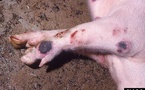 Peste porcine africaine : 1 185 porcs abattus pour freiner la propagation du virus dans le Gôh