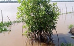 Côte d’Ivoire : la restauration des mangroves passe à la vitesse supérieure avec une cible de 250 hectares
