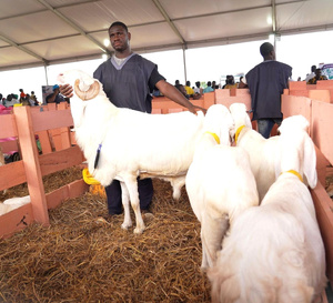 Tabaski 2026 : le gouvernement rassure sur l’approvisionnement en moutons