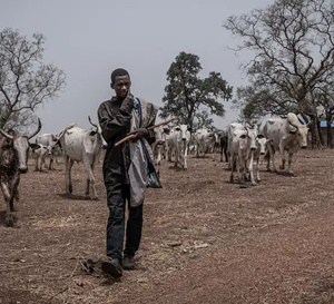 Niger : un accord de paix dans la vallée du Goulbi de Maradi pour apaiser les tensions agro-pastorales