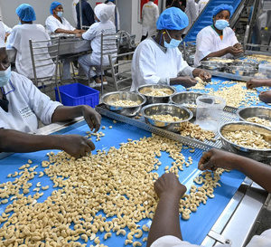 Filière anacarde : la transformation locale, moteur de croissance et de prospérité