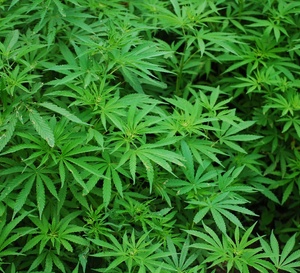 Ghana : huit entreprises candidates à la culture du cannabis industriel sous contrôle de l’État