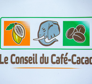 Filière cacao : le Conseil du Café-Cacao ferme le dossier des 100 000 tonnes et appelle à préparer la nouvelle campagne