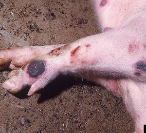 Peste porcine africaine : 1 185 porcs abattus pour freiner la propagation du virus dans le Gôh