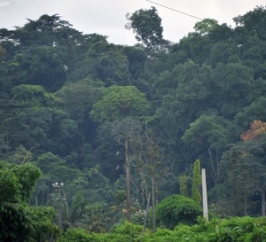 Côte d’Ivoire : 62,8 millions FCFA versés aux villages qui protègent la forêt de Taï
